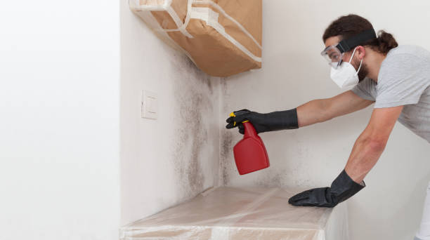 Professional Basement Mold Remediation technician working in Snohomish, WA